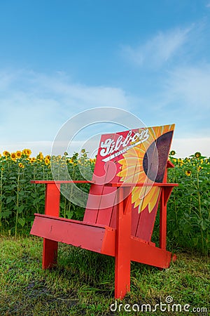Giant Chair Next to Sunflower Field in Gibbon, Minnesota, USA Editorial Stock Photo