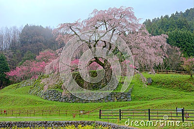 A giant cherry tree blooming in a foggy spring garden Stock Photo