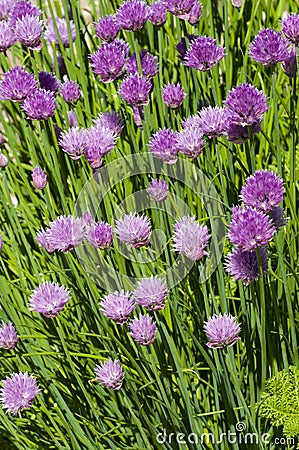 Giant Chives Allium schoenoprasum Sibiricum Stock Photo