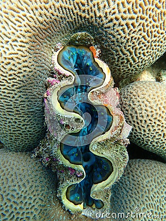 Giant clam with corals in sea, underwater landscape with sea life Stock Photo