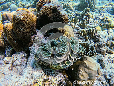 Giant clam in diving spot Surin island Stock Photo