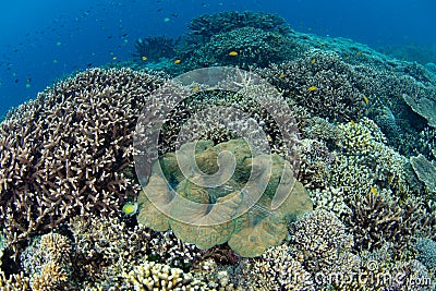 Giant Clam Growing on Healthy Coral Reef in Indonesia Stock Photo
