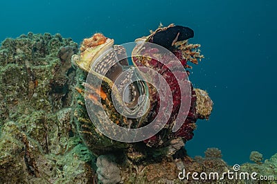 Giant Clam in the Red Sea Stock Photo