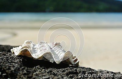 seashell on contrasting black lava rock Bora Bora, French Polynesia Stock Photo