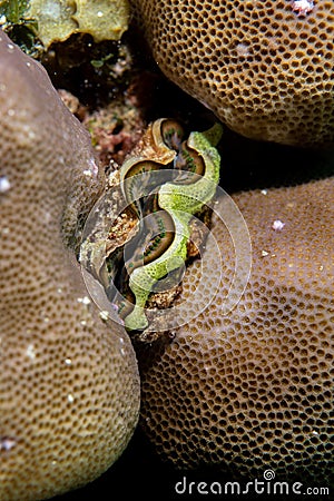 Giant clam (Porites sp) Stock Photo