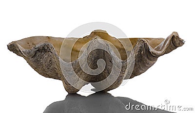 Giant Clamshell Stock Photo