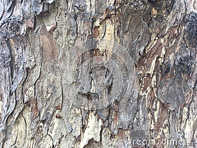 Giant close-up tree bark, close-up shot, brown tree bark texture Stock Photo