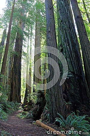 Redwood National Park UNESCO World Heritage Site, Northern California, USA Stock Photo