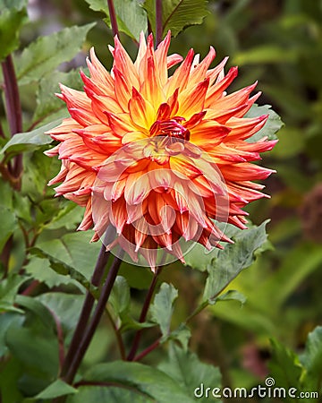 Giant Dahlia Flower Glowing Radiantly Stock Photo