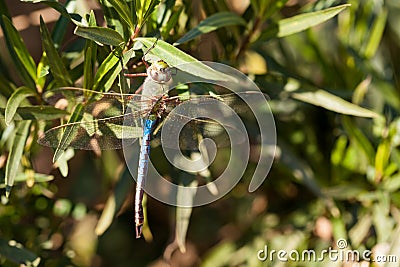 Giant Darner Dragonfly Stock Photo