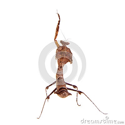 Giant Dead Leaf Mantis, Deroplatys desiccata on white Stock Photo