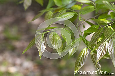Giant dogwood trunk and green leaves Cornaceae deciduous tall tree Stock Photo