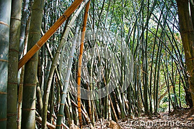 Giant or Dragon Bamboo Dendrocalamus giganteus - Kandy, Sri Lanka Stock Photo