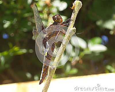 Giant Dragon Fly Eating Wasp Insect Close Up Stock Photo