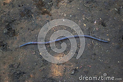 A giant earthworm on a soil Stock Photo