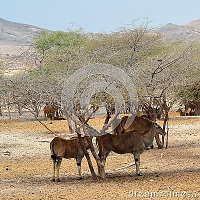 Giant Eland herds, shelter under desert trees, Sir Baniyas Island Stock Photo