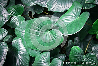 Giant elephant ear leaf Stock Photo