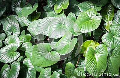 Giant elephant ear leaf Stock Photo