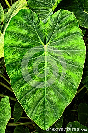 Giant Elephant Ear Taro leaf,Alocasia macrorrhizos Stock Photo