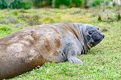 Giant elephant seal skinning - Mirounga leonina - giant elephant seal sloughing the skin and lying in meadow, South Georgia Stock Photo