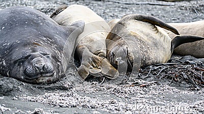 Giant elephant seals - Mirounga leonina - snuggling together on beach in South Georgia. Southern elephant seals Stock Photo