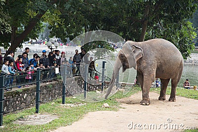 A giant elephant walking around near the electric fence Editorial Stock Photo