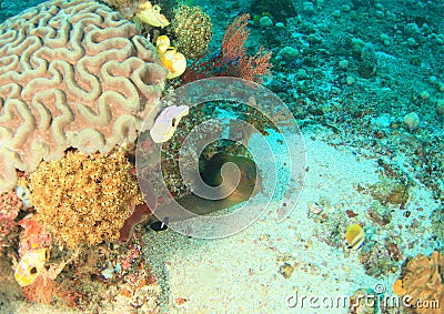 Giant estuarine moray Stock Photo