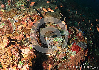 Giant estuarine moray Stock Photo