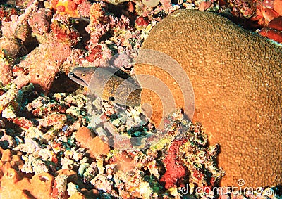 Giant estuarine moray Stock Photo