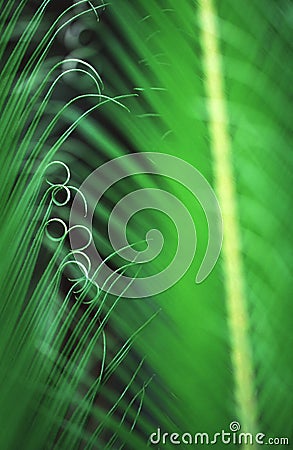 Giant fern in Brazil Stock Photo