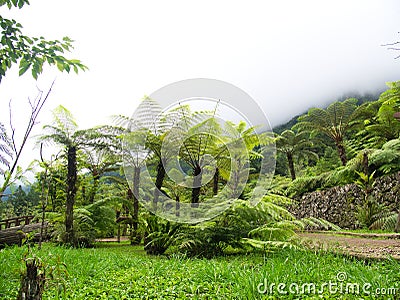 Giant fern trees along side a trail Stock Photo