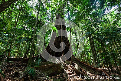 Giant fig tree roots in a rainforest. Stock Photo