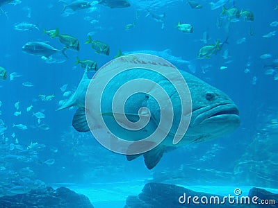 Giant fish Stock Photo