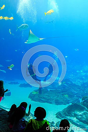 Child watches Scuba diver in tank with various sea creatures at the georgia aquarium USA Editorial Stock Photo