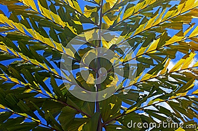 Giant fishtail palm, Thai giant caryota, Caryota obtusa Stock Photo