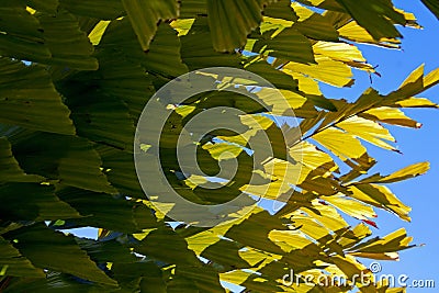 Giant fishtail palm, Thai giant caryota, Caryota obtusa Stock Photo