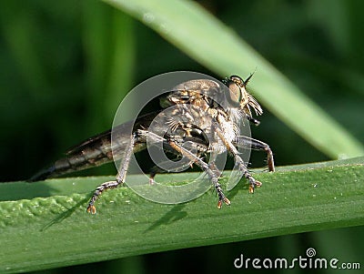 The Giant Fly ( A Giant Robber Fly ) Stock Photo