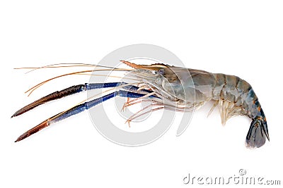 Giant freshwater prawn, Fresh shrimp isolate on white background Stock Photo