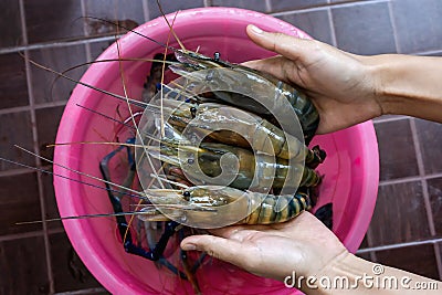 Giant freshwater prawn or river prawn on woman hands. Fresh shrimps on the farm for preparing to sell or cook Stock Photo