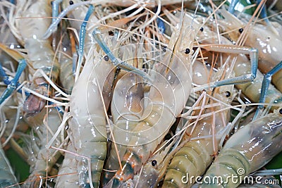 Giant freshwater prawn in seafood market Stock Photo