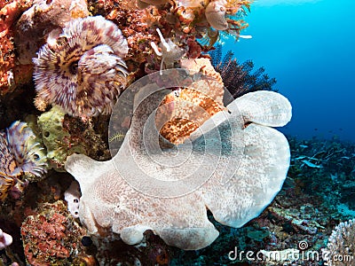 Giant frogfish on a sponge Stock Photo