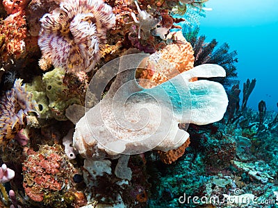 Giant frogfish on a sponge Stock Photo