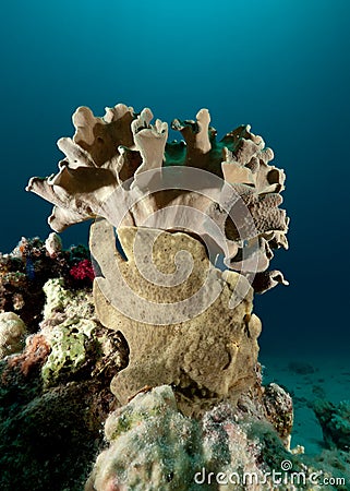 Giant Frogfish under Leather coral Stock Photo