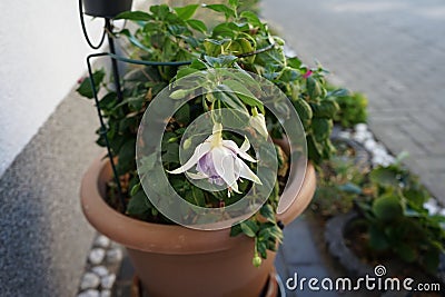 Giant fuchsia 'Holly Beauty' blooms with light pink-purple flowers in a flower pot in August. Berlin, Germany. Stock Photo