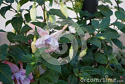 Giant fuchsia 'Holly's Beauty' blooms with light pink-purple flowers in a flower pot in October. Stock Photo