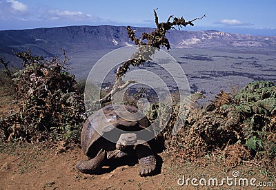 Giant Galapagos tortoise Stock Photo