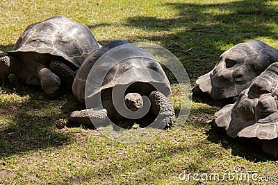 Giant Galapagos tortoise - Chelonoidis nigra moving on green grass. Big old turtle Ancient animal in Park nature. Slowly Stock Photo