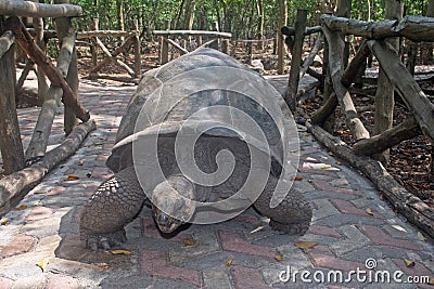 Zanzibar turtle Stock Photo