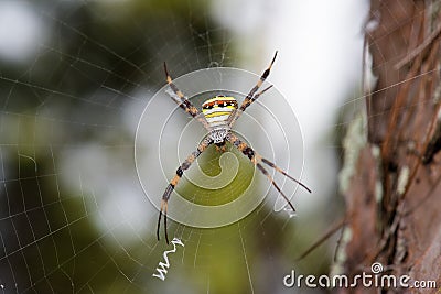 Giant Golden Orb Weaver Spider in northern Thailand Stock Photo