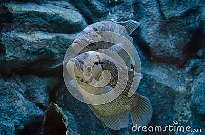 giant gourami or Osphronemus goramy in aquarium Stock Photo